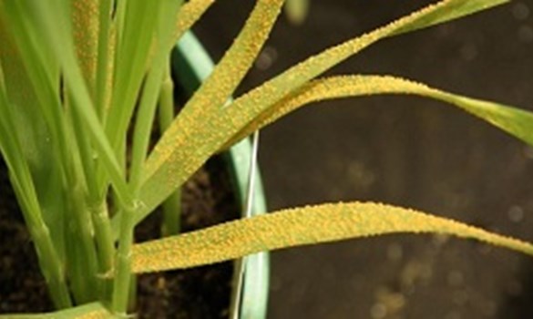 Young pot-grown wheat plant with severe yellow rust symptoms